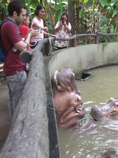 Photographing hippos in Chiang Mai zoo.