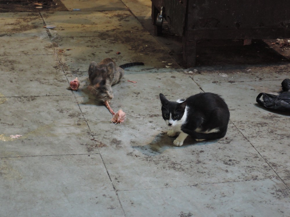 No, you won't have to fight cats for scraps at the meat market!