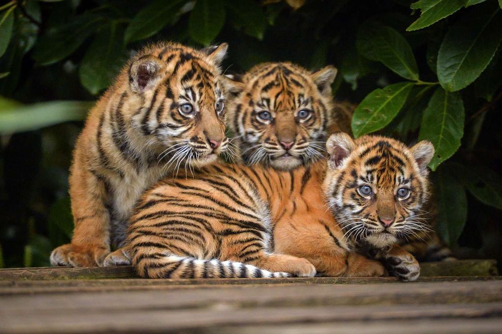 The-three-cubs-together-after-their-check-ups-2